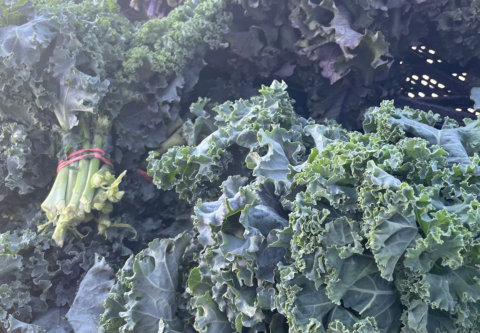 Curly kale